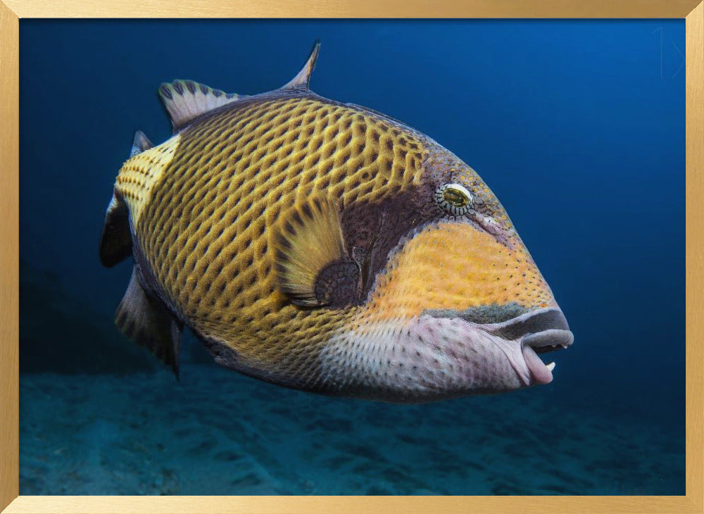 Triggerfish Poster