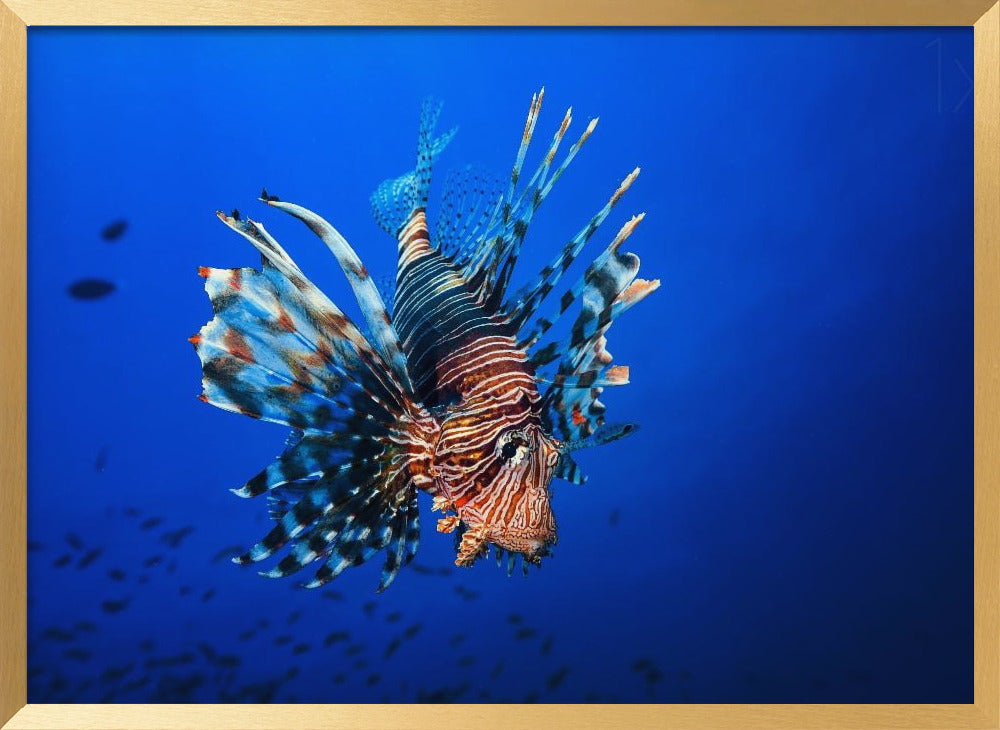 Lionfish Poster