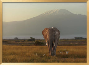 Under the roof of Africa Poster