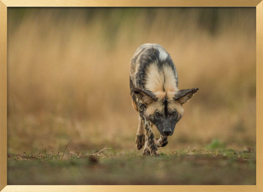 Painted Dog Stalk Poster