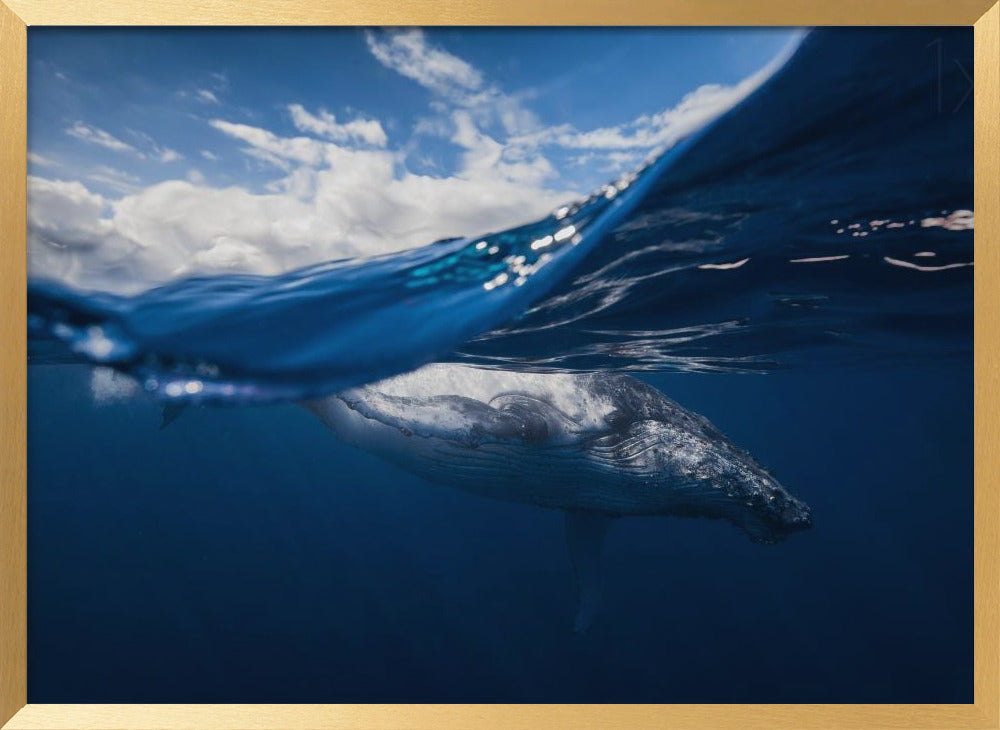 Humpback whale and the sky Poster