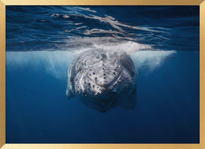 Face to face with Humpback whale Poster