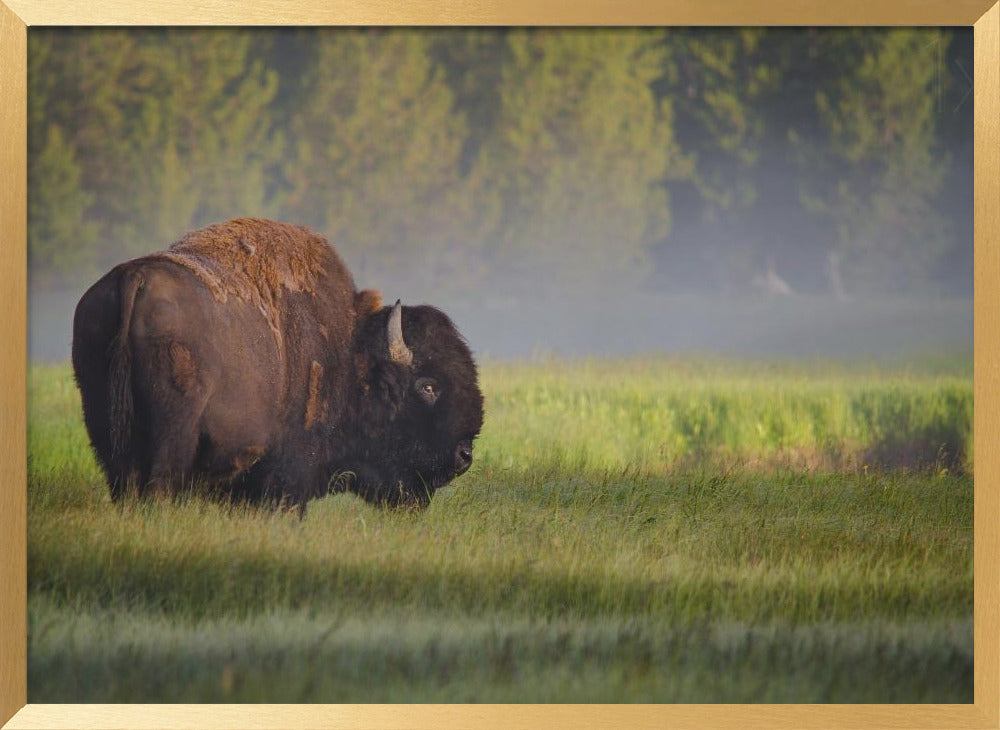 Bison in Morning Light Poster