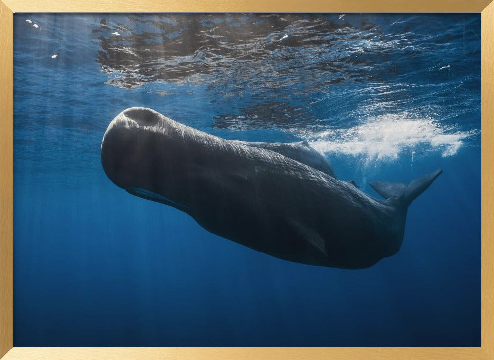 Sperm whale Poster