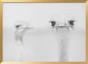 Funny ostrich Poster