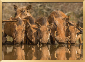 Warthog Family Reunion Poster