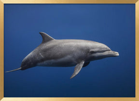 Dolphin Poster