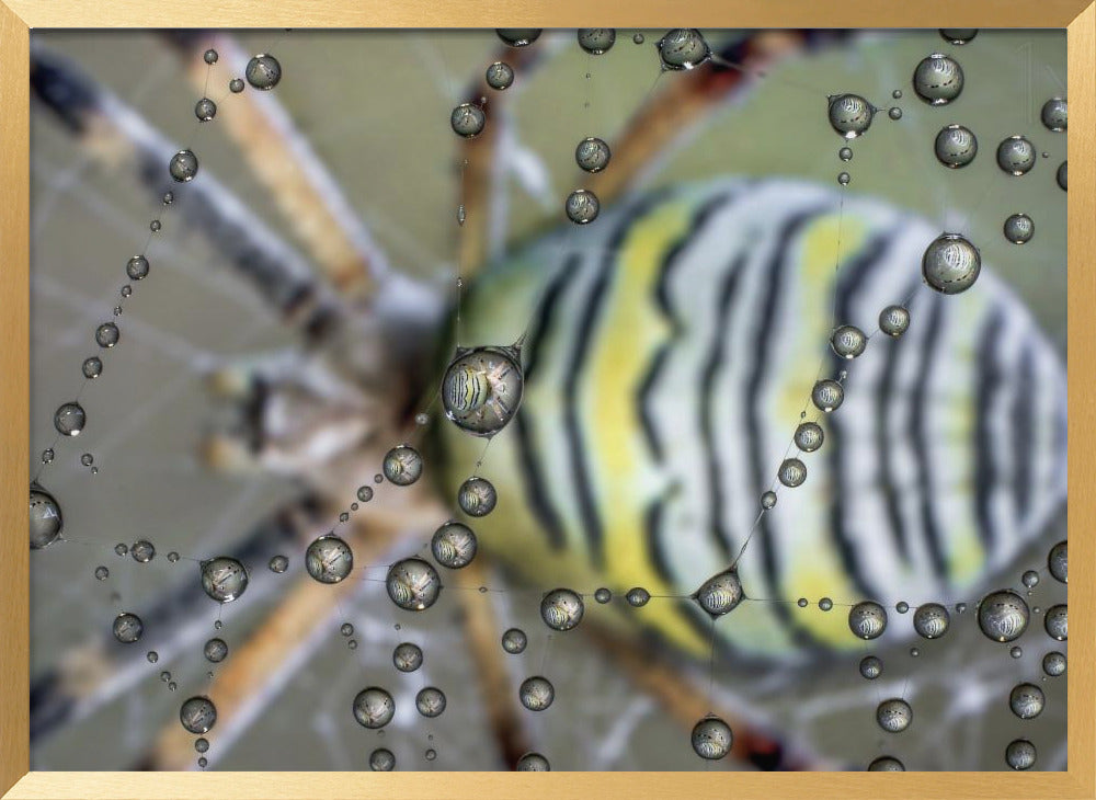 The mirror of the spider Poster