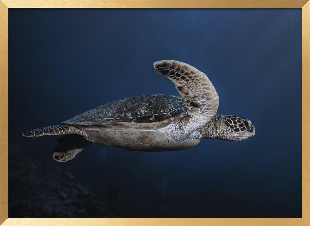 Marine life: Green Turtle Poster