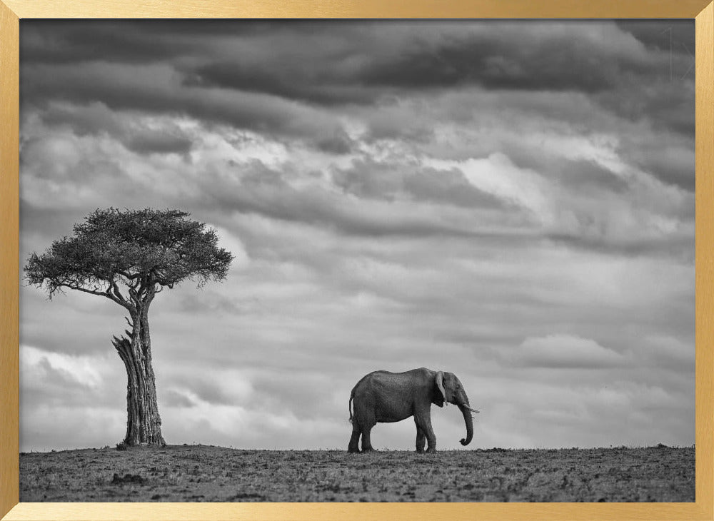 Elephant Landscape Poster