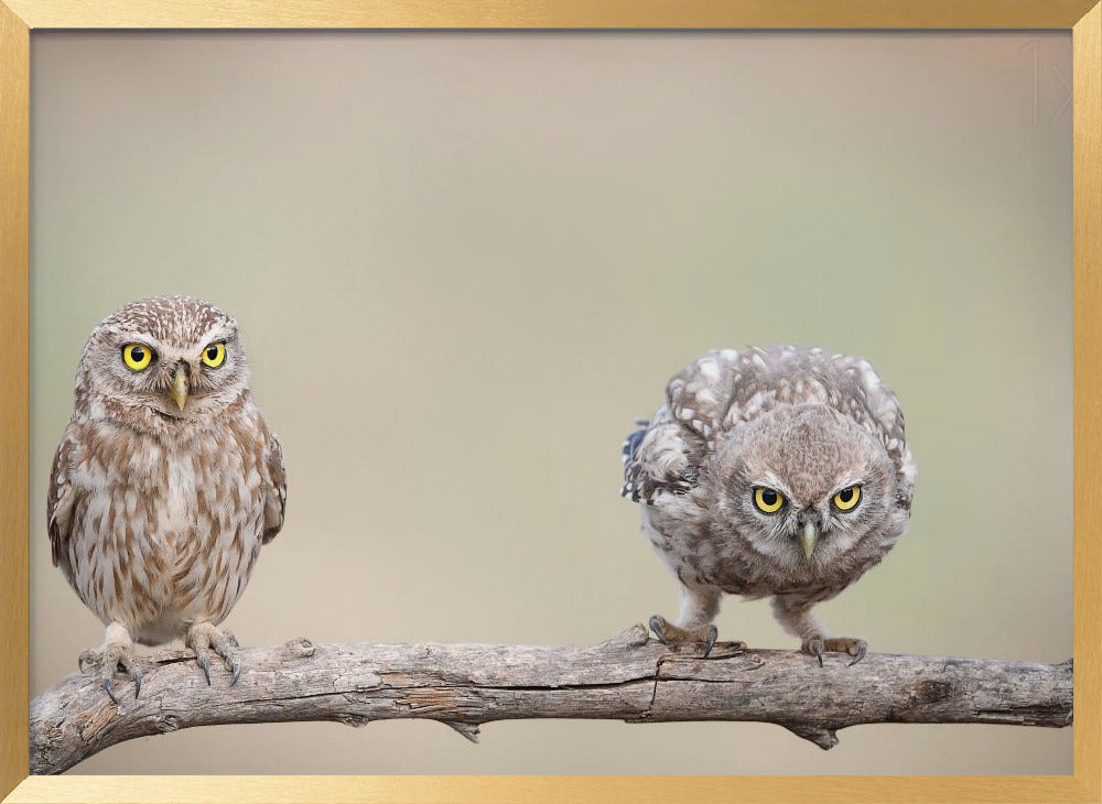 Curiosity of chick Poster