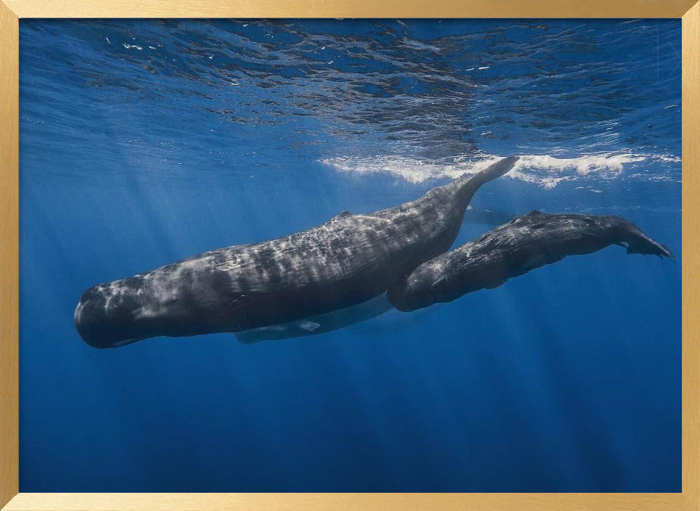 Sperm whale family Poster