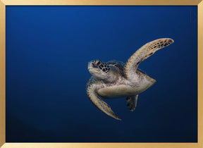 Green Turtle Poster