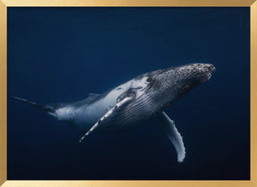 Humpback whale in blue Poster