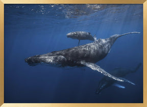 Humpback whale family's Poster