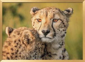 Cheetah eyes Poster