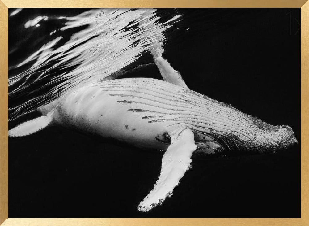 Black &amp; Whale Poster