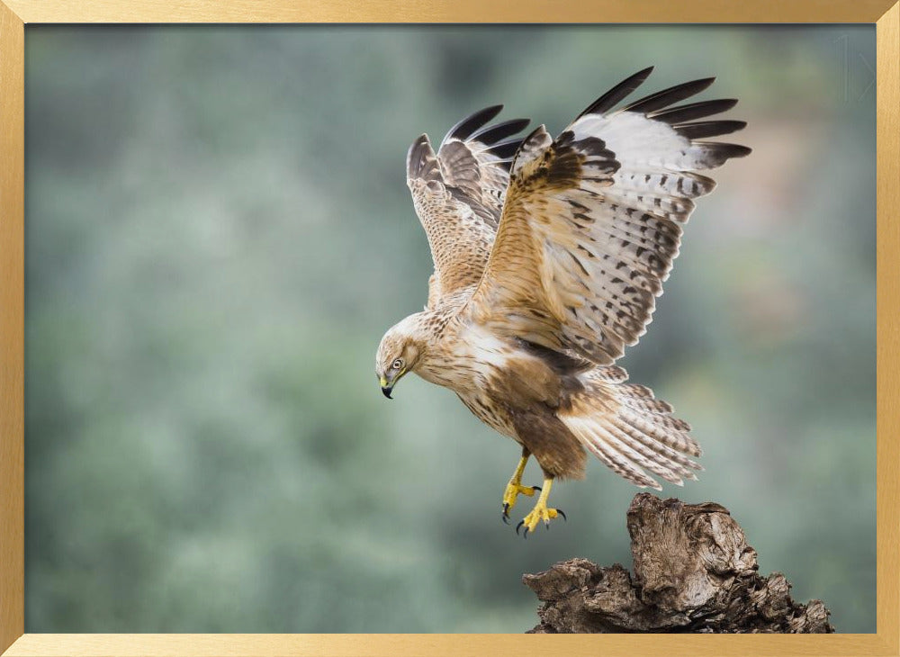 Buteo rufinus Poster