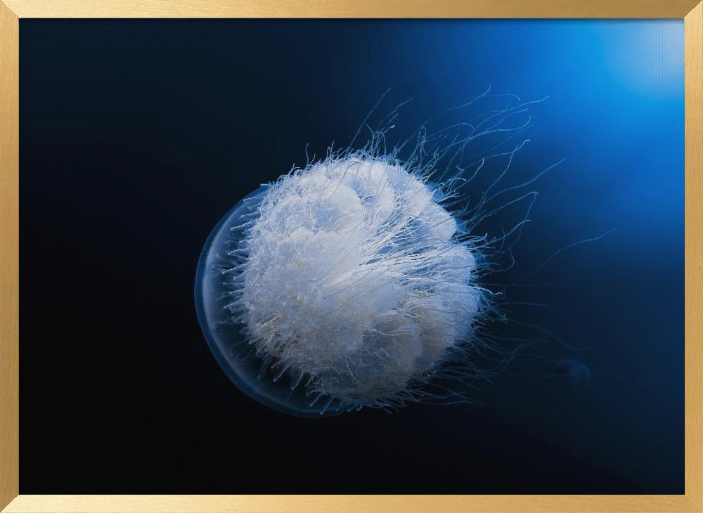 Jellyfish Poster