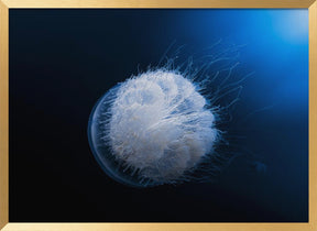 Jellyfish Poster