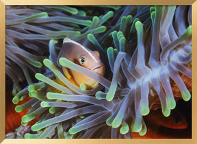 Clownfish Poster