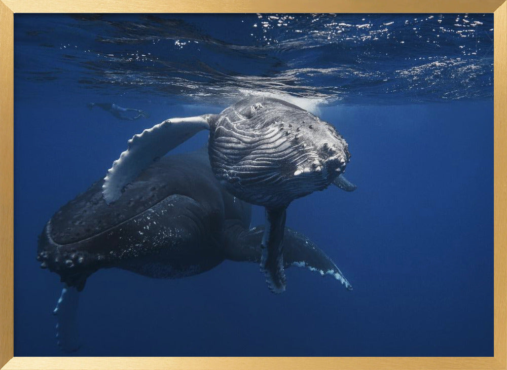 Humpback Whale family Poster