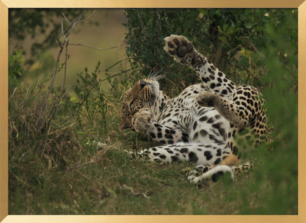 A leopard in Mara Triangle Poster