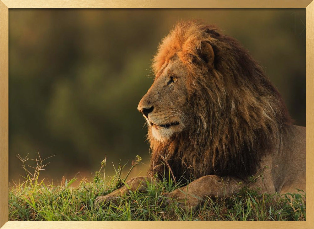 Male lion watching sunrise in Masai Mara Poster