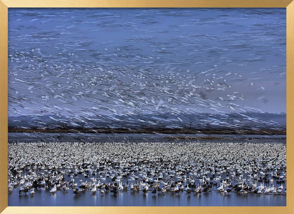 Before Dawn - A Day of Snow Goose Migration Poster