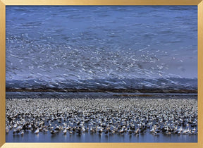 Before Dawn - A Day of Snow Goose Migration Poster