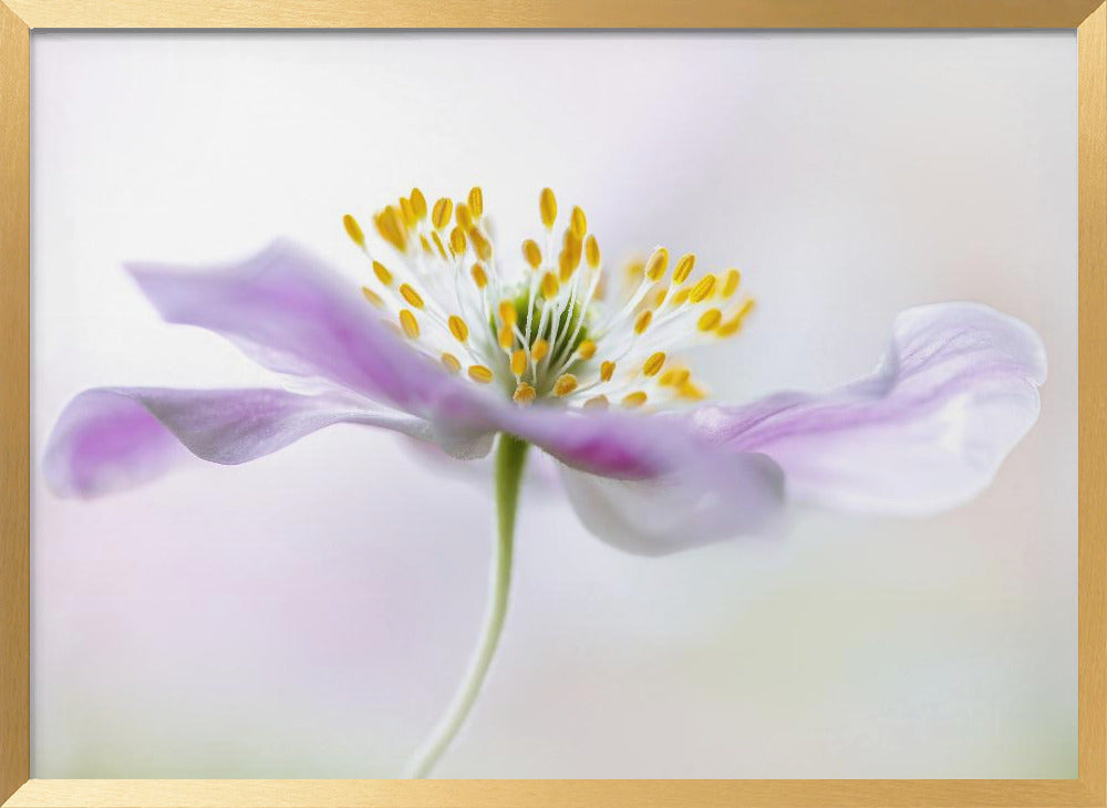 Wood Anemone Poster