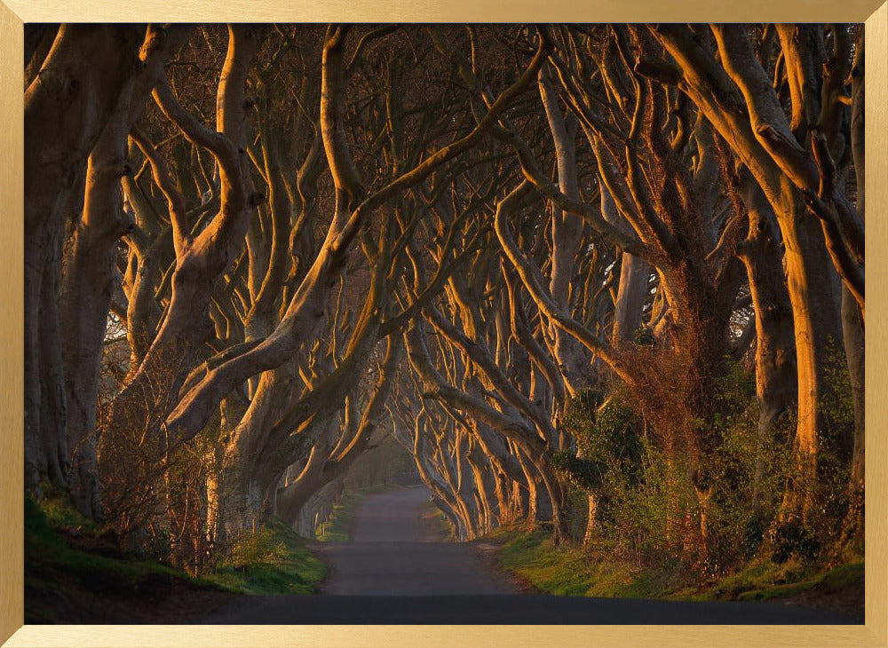 The Dark Hedges in the Morning Sunshine Poster