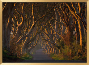 The Dark Hedges in the Morning Sunshine Poster