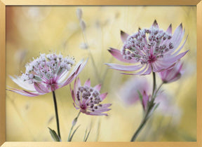 Astrantia Major Poster