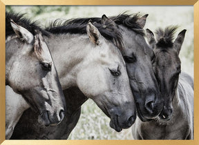 Four Konik Horses Poster