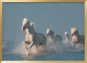 Angels of Camargue Poster