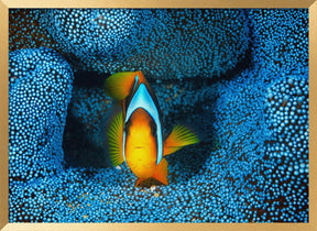 Clownfish in blue anémon Poster