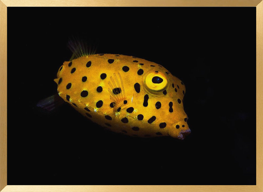 Yellow Boxfish Poster