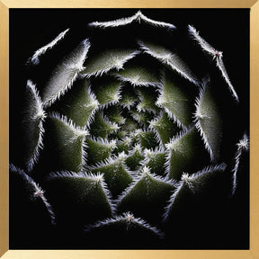 Sempervivum Rosette Poster