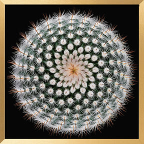 Notocactus scopa Poster