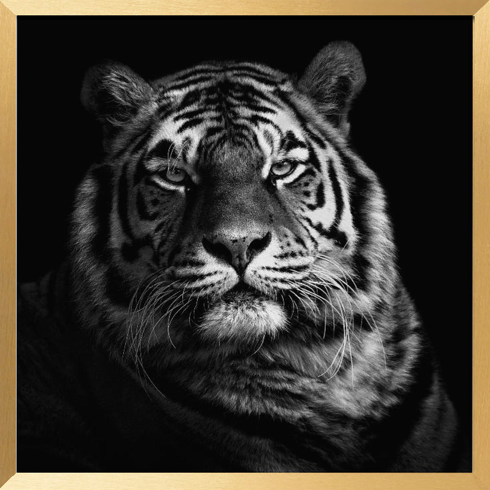 Tiger Poster