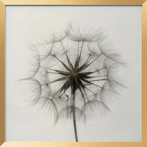 Tragopogon Poster