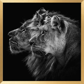 Lion and  lioness portrait Poster