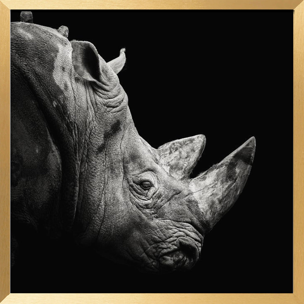 Rhino Poster