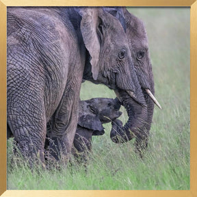 Elephant Family Poster