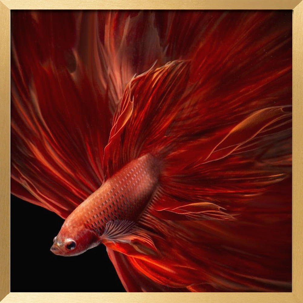 Red Fire Bettafish Poster