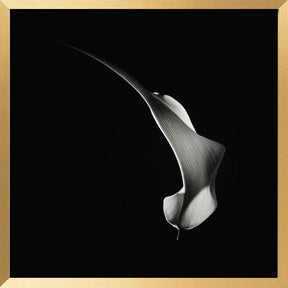 Hummingbird Abstraction (Calla Lily #3) Poster