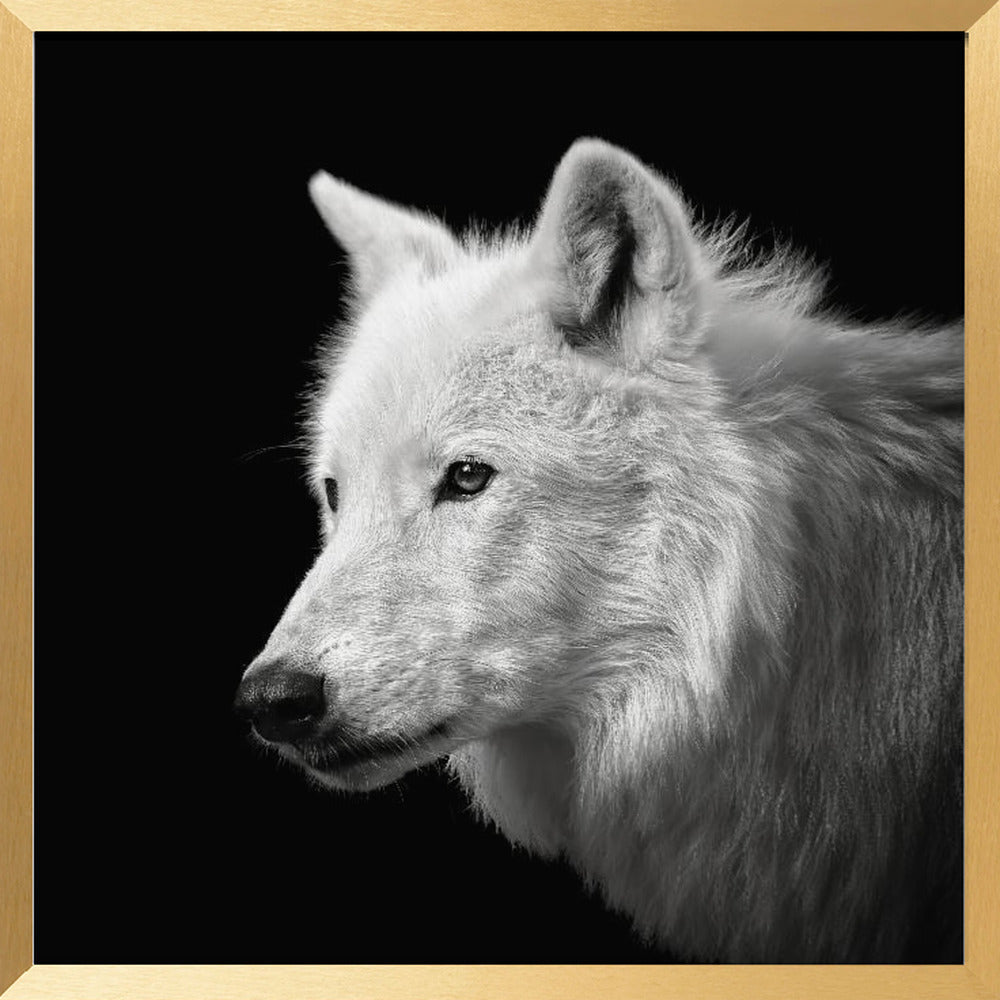 White Wolf #2 Poster