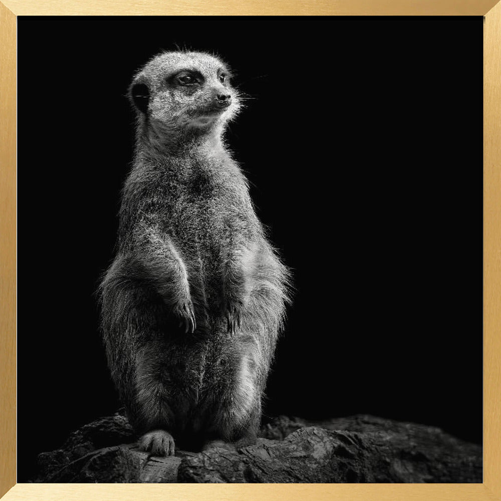 Meerkat Poster