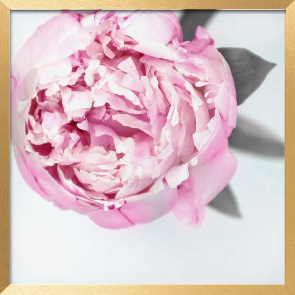 Pink peony III Poster